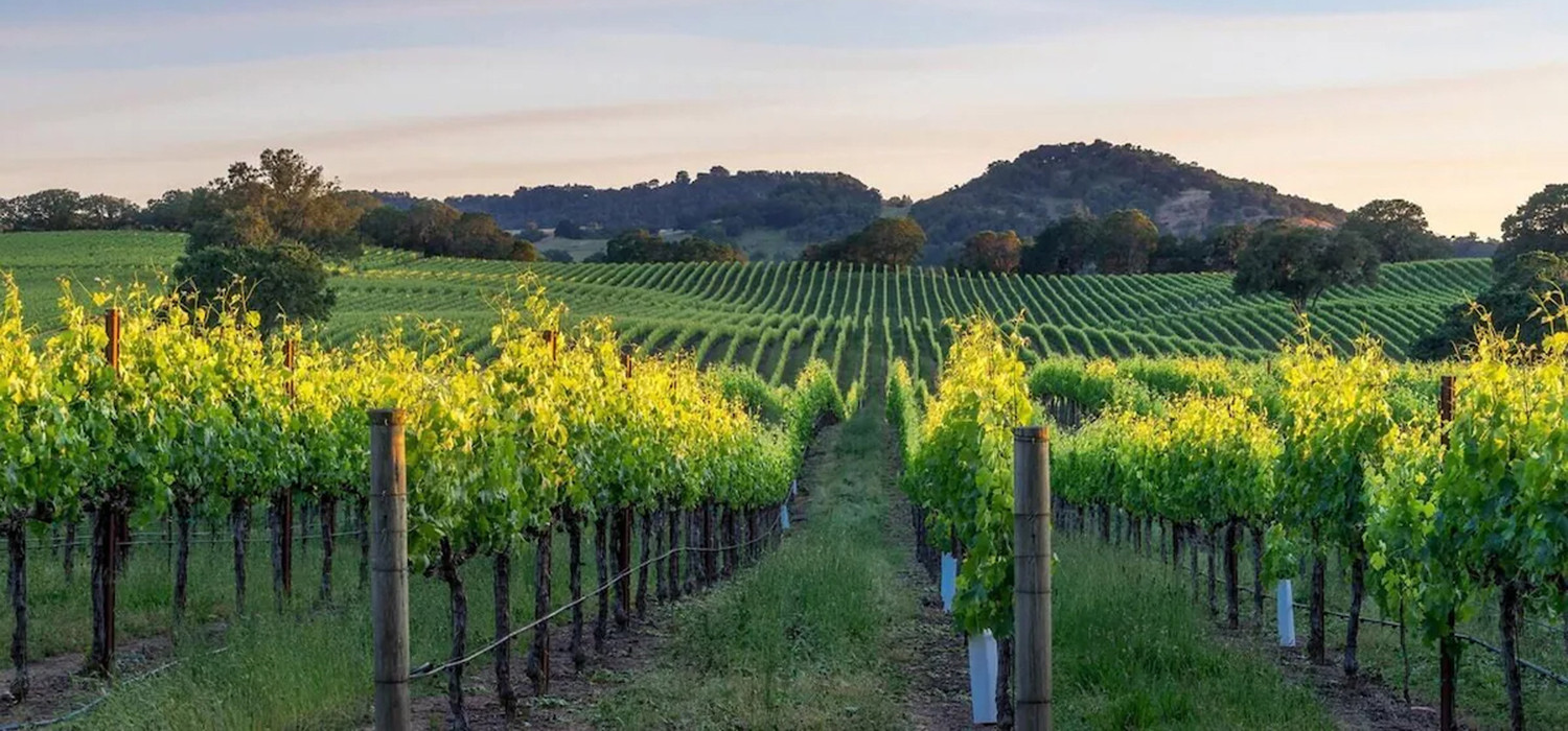 Our Central Location in Healdsburg Makes Us the Perfect Sonoma Wine Country Hotel for Any Traveler 
